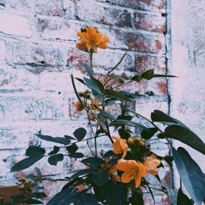 德国总统：致命错误，已丧失对美信任