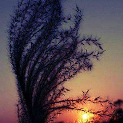 梦之花